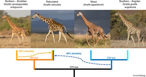 abs giraffe evolution.